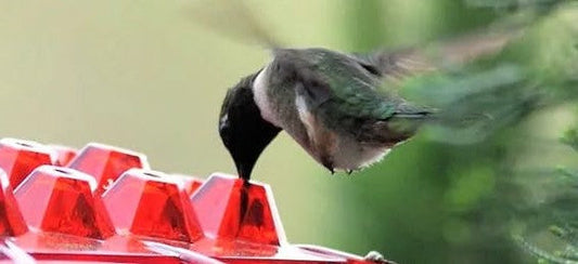 Ant Proof Hanging Hummingbird Feeder With Perch
