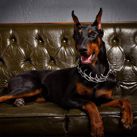 Adjustable Rubber Tipped Dog Training Collar